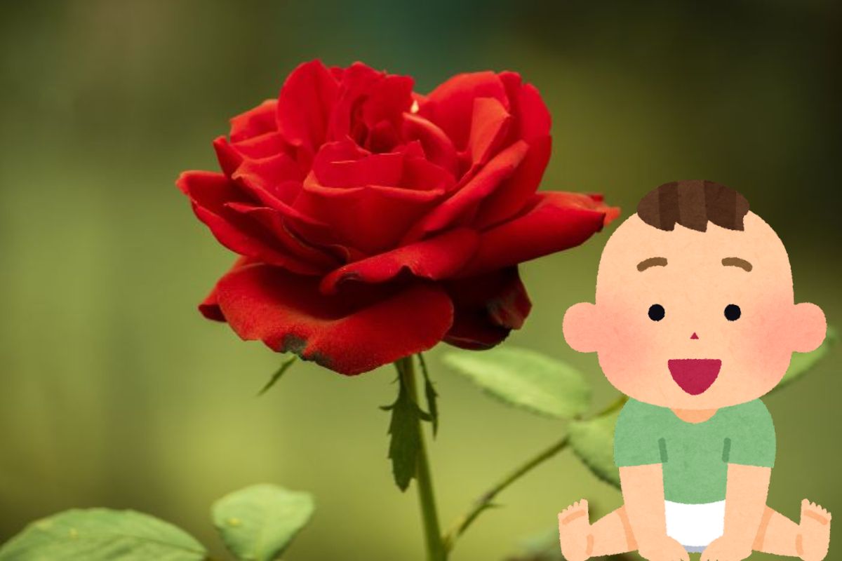 Baby Names That Mean Rose
